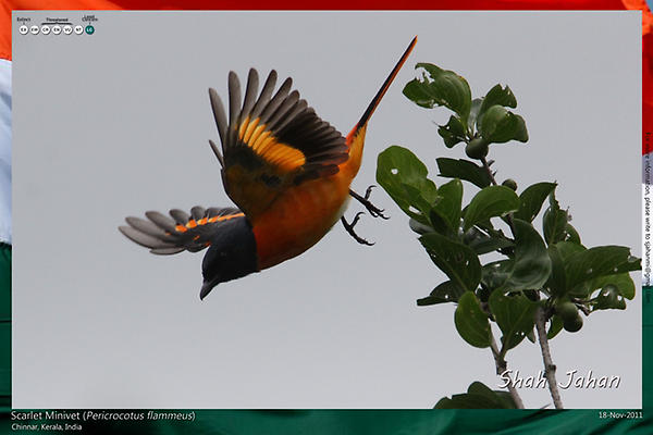 Scarlet Minivet from #Wayanad, #Kerala, #India. #Birding, #Birds, #WildlifePhotography, #BirdsOfIndia