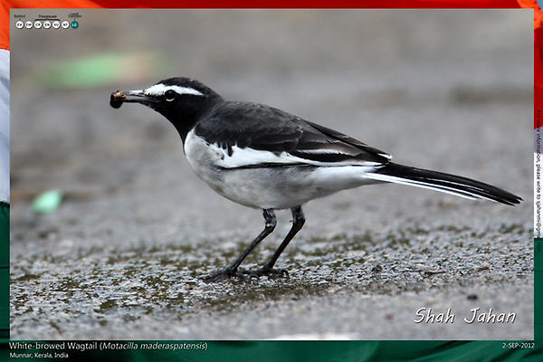 White-browed Wagtail from #Munnar, #Kerala, #India. #Birding, #Birds, #WildlifePhotography, #BirdsOfIndia