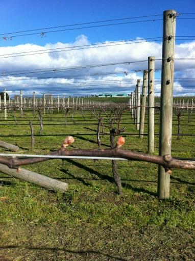 We are very close to bud burst with the Chardonnay in our Te Awanga vineyard