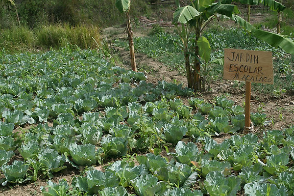 spenditwell's tweet photo. Tiny village of Macalaco turned $500 into a fab irrigated school garden with terraces of green veges and fruit. http://t.co/r4O1r6bb