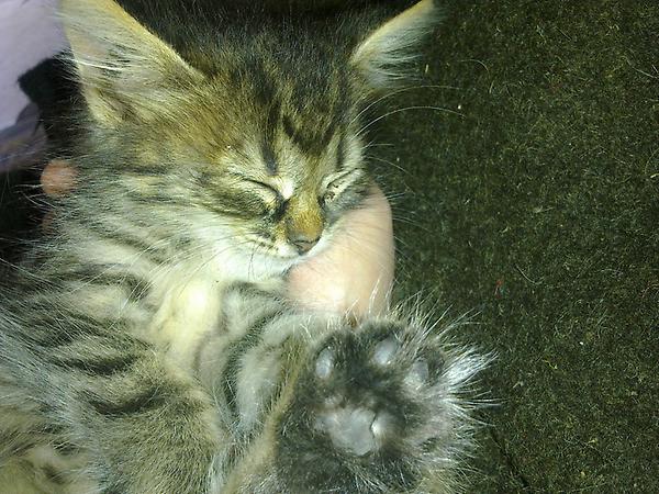 mir_alisa2012's tweet photo. мое солныффко :*))) http://t.co/VXfzOHqe
