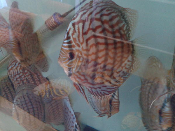 OrjinDiscus tweet picture