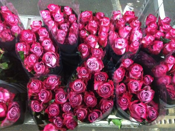 Look at this new Rose! Dark Purple from Akina! Very nice colour! Now in our webshop!