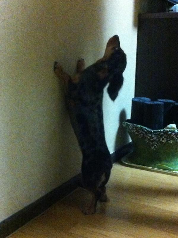 벽에 앞발을 올리고 내리라고 하기전까지 자기의 잘못을 생각하는 인도적인 방법...은 무슨 루는 놀이라고 생각하는듯 하다..루야 말 좀 들어라