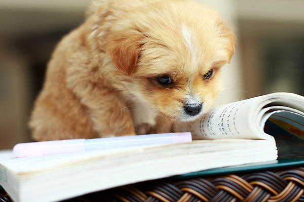 Image result for puppy studying