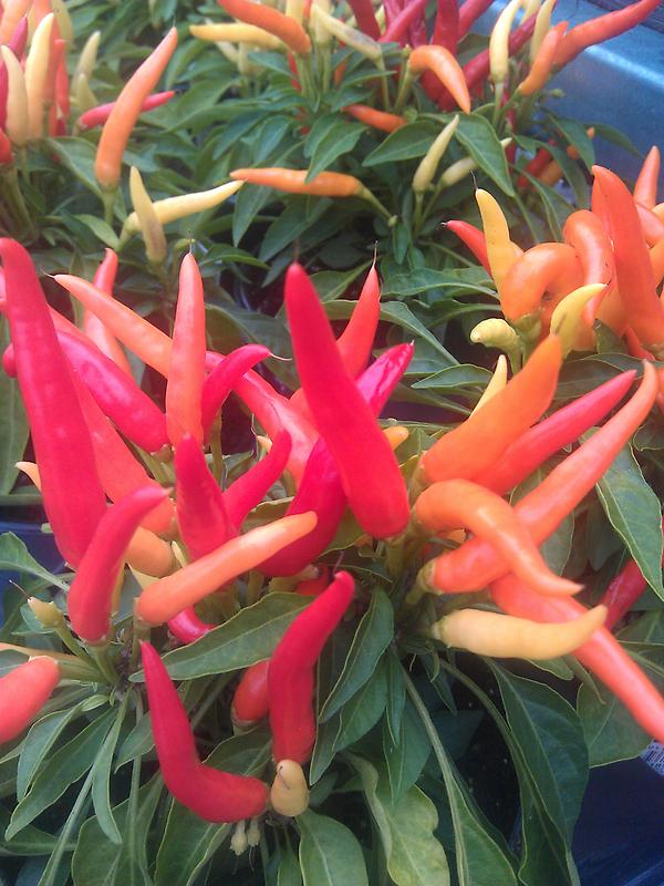“<a href="/jeangenie18/">Jean Genie</a>: <a href="/ivyacresinc/">Ivy Acres Inc</a> #ornamemtal #peppers are now in! #southjersey #cherryhill #homedepot. ” nice photo, txs!