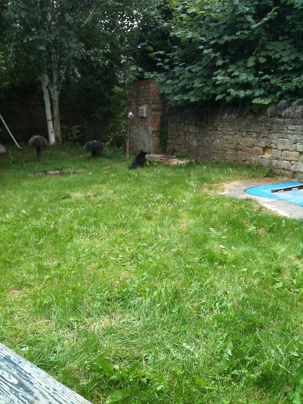 RdgPandP's tweet image. Cats against adidas representative at volunteer training @peopleandplanet   #voltraining