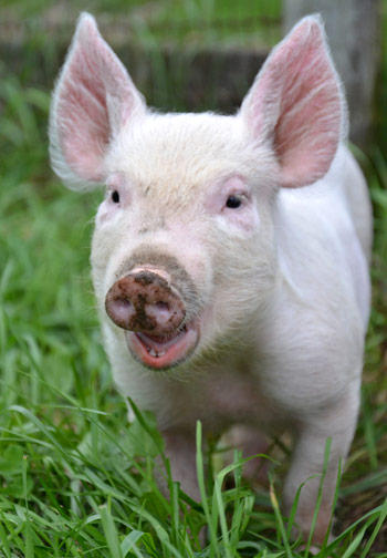 Farm Sanctuary tweet media