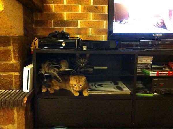 #chatDuJour : chats bien rangés!