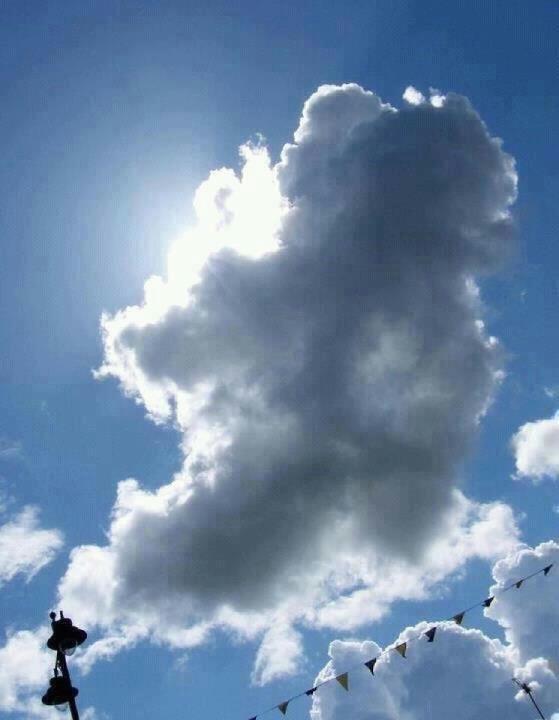 pinegrovefarm's tweet photo. This brightened up my day . http://t.co/912HgEMt