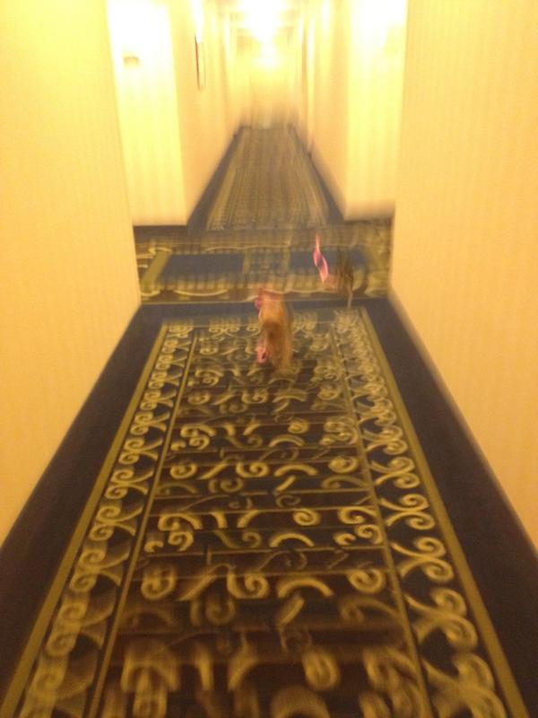 siedda_'s tweet image. DOGS ON THE LOOSE! #FuckThisHotel #CreatingChaos #SuiteLifeOfSierraGallagi