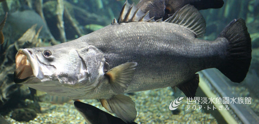 世界淡水魚園水族館 アクア トト ぎふ ナイルパーチです まれに全長2m 体重180kg程にもなる肉食の大型淡水魚です 食用として日本にも輸入されています 当館では 2階のコンゴ川の水槽で展示しています Http T Co Iiddcoi2 Twitter