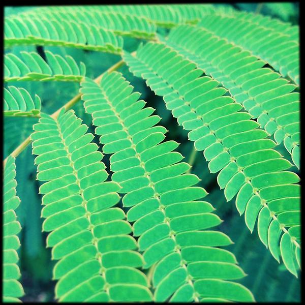 THipGallery's tweet photo. Some foliage from our new surroundings http://t.co/IzzttPT6