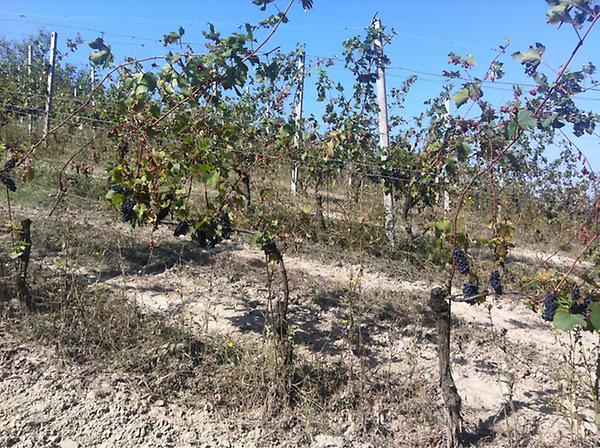 VinitalyTour's tweet image. RT“@Dan_Lerner: Ma anche il #PinotNero di #Iuli è stato duramente toccato dalla stessa grandinata (2) http://t.co/yDk6qWFO”