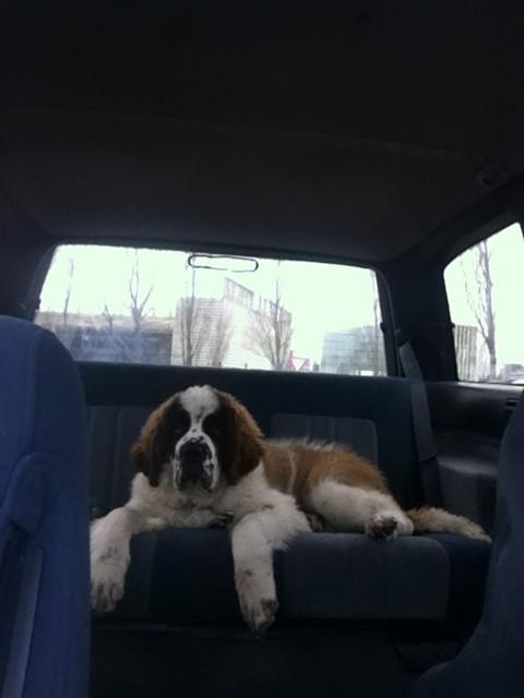 ipickenpack's tweet photo. @_forastero i hope to do it soon, I'm fixing the truck to travel with my puppy http://t.co/uAgzWKKC