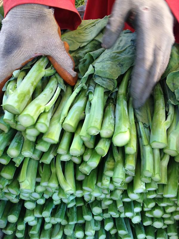 #Kai-lanchoi #luckyhunt