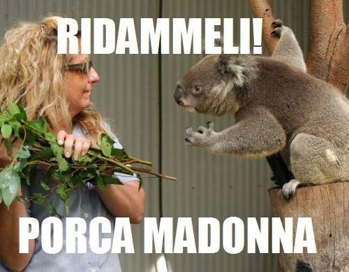 SimoneFlp's tweet photo. @SiCiofy @luciadv86 Guardate @giuliokoala quando si arrabbia... http://t.co/Ic1AZqDz