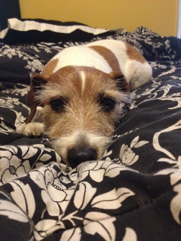 cdelorey12's tweet image. I will miss him so fucking much #cometoschoolwithme #wahhhhhh