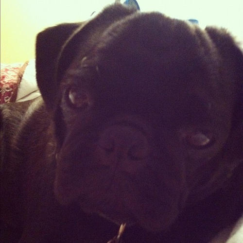 instapugs's tweet image. wuff! Rondo #pug #pugsofinstgram #mybaby via bit.ly/TYLqES