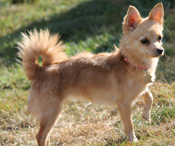 NWIPR's tweet photo. NEW ARRIVAL - Rachel --- 2yr old Chihuahua http://t.co/MVzhus13