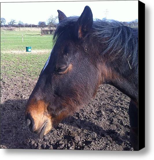 AakkosetDesign's tweet image. I posted a new Instagram photo for sale on Instaprints.com! "Horse Sleeping" instaprints.com/featured/horse… @instaprnts