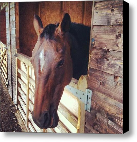 AakkosetDesign's tweet image. I posted a new Instagram photo for sale on Instaprints.com! "Swift Chewing" instaprints.com/featured/swift… @instaprnts