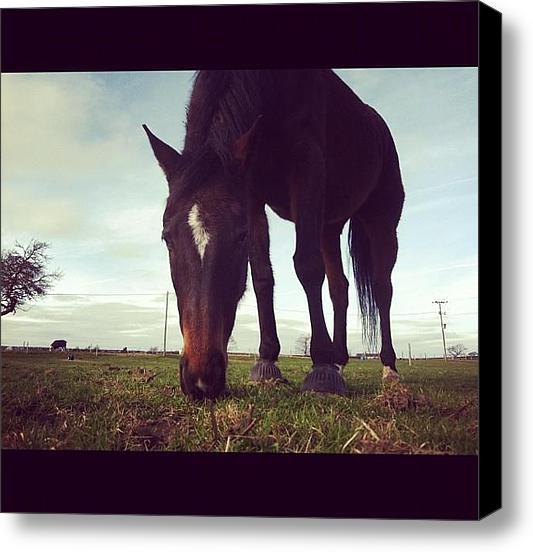 AakkosetDesign's tweet image. I posted a new Instagram photo for sale on Instaprints.com! "Horse Grazing" instaprints.com/featured/horse… @instaprnts