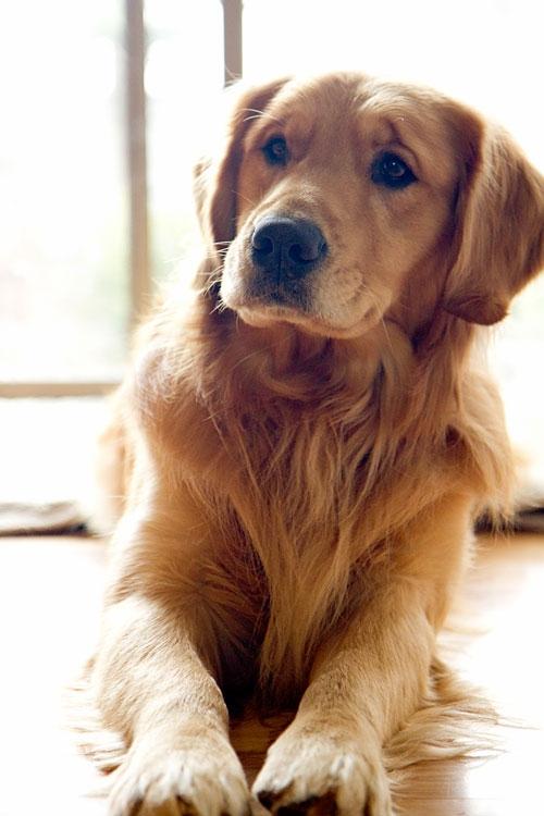KayShurs423's tweet image. This Golden is just too beautiful. #weakspot