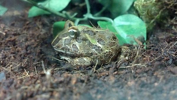 MastahRA's tweet photo. My pacman frog DOMO he a beast!!! http://t.co/MstN3JQ4