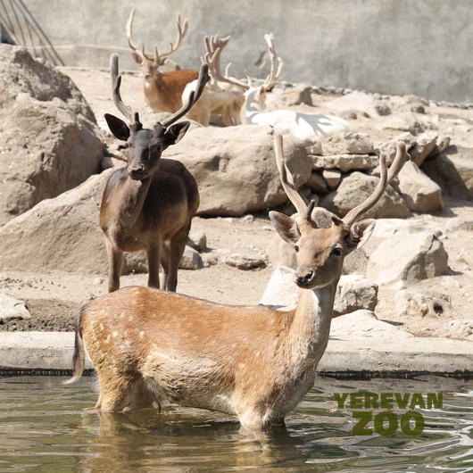 In few minutes we're going to  follow the feeding show of our Fallow Deer.