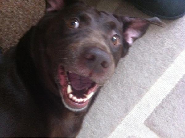 What a dog!