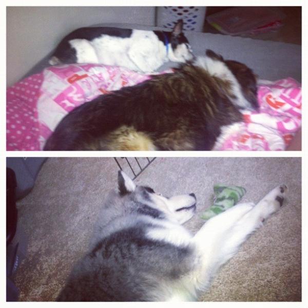 LizCook21's tweet photo. Love my pups:)) http://t.co/0TpZHgA8