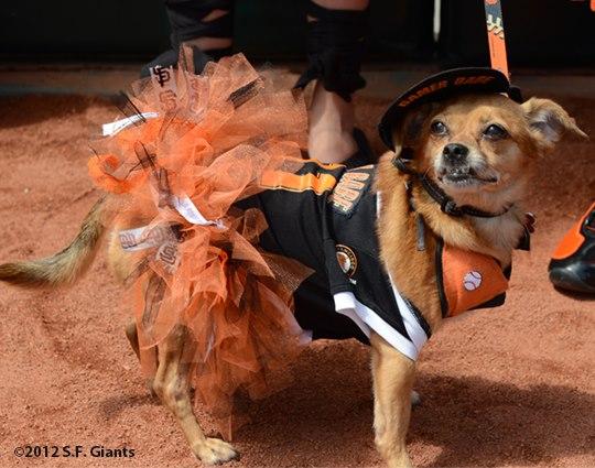 San Francisco SPCA on X: More hysterical photos from @SFGiants Dog Days of  Summer benefiting @sfspca on Sat.  / X