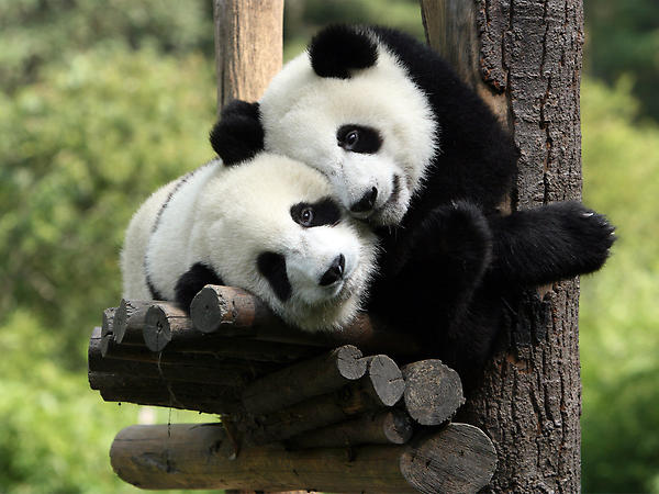 NicoleCav18's tweet image. #SavePandas #Learningphotoshop