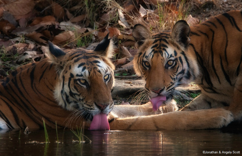 Embedded image permalink