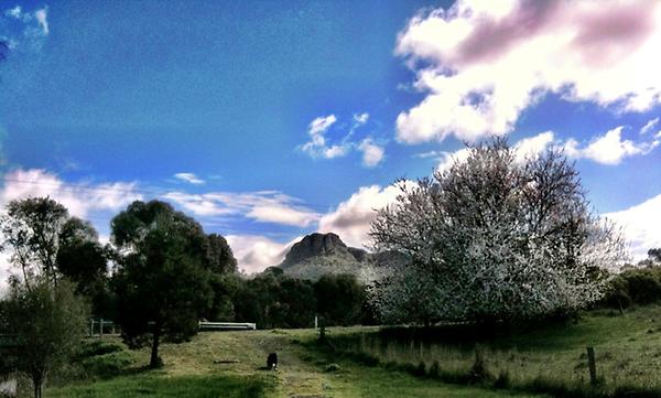 Pretty, pretty plum blossom...