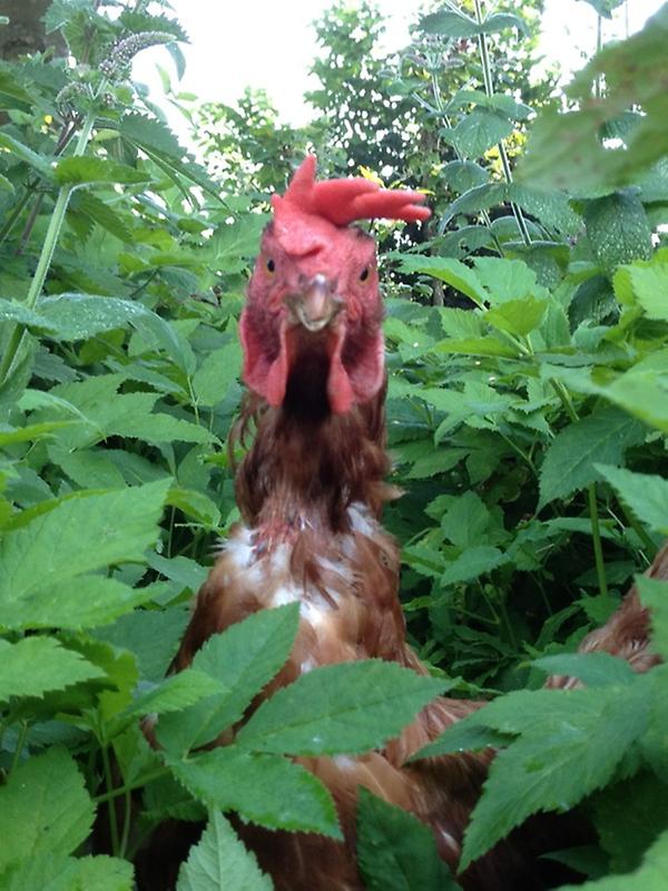 Oude van slacht geredde batterijkip vermaakt zich in natuurlijke omgeving: struikgewas.