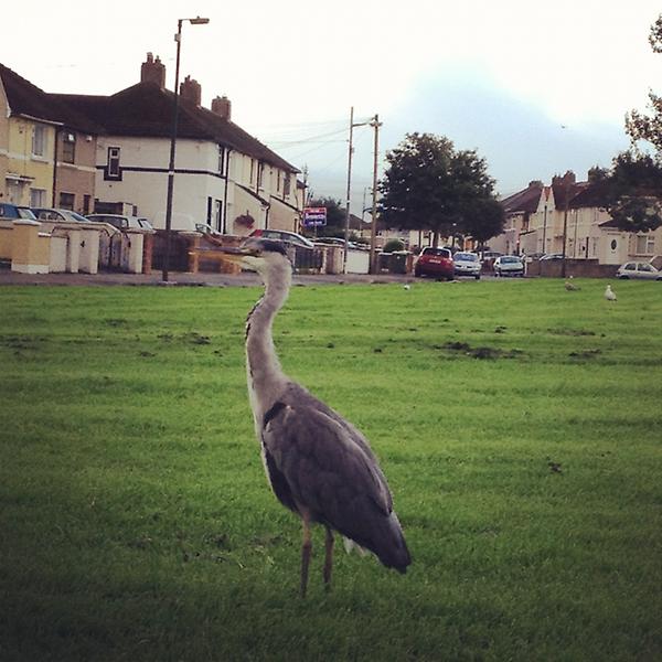 Joshwhelan1's tweet image. There's about 100 of these lads &amp;amp; a trillion seagulls on the green outside my house in the morning. #noisybunch