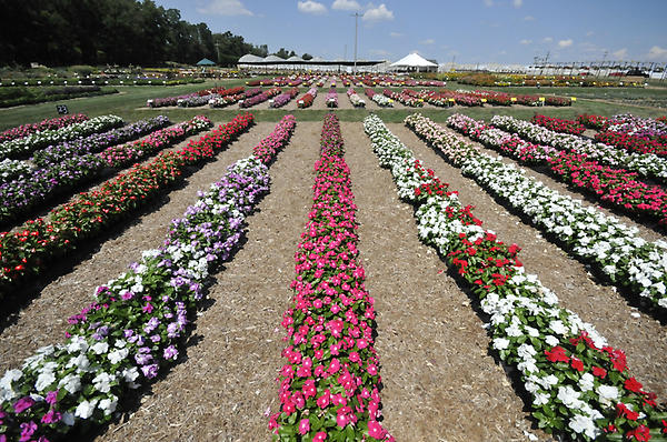 RakerTrials's tweet photo. Check out our Vinca trial, it's still going strong! http://t.co/tNmvEkAb