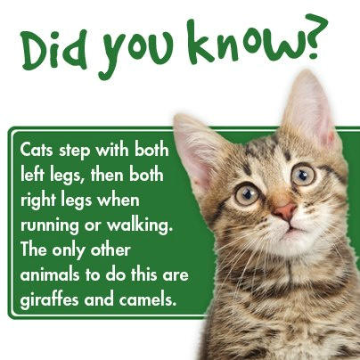 CatawbaAnimal's tweet photo. Cat Fact:) http://t.co/piOG9jql