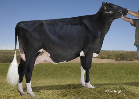 Pennview Alexander Icicle VG-86 2-Yr Old. Next dams EX-90, VG-87 7*, EX-90 17*, EX 10*, VG-87 8*, VG-86 7*.