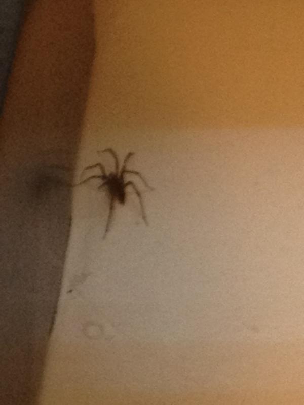 MargaretGracer's tweet image. #soafraid :(