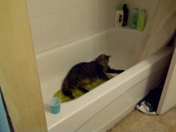 solidpurple's tweet photo. @shanejoneill my cat Steve keepin cool in the tub this summer haha http://t.co/WGju9nfe