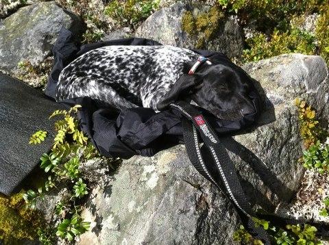 Reflex leash is back in stock! So is polypro collar :-)