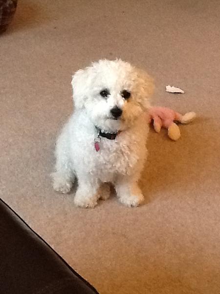 inkhut's tweet image. Office Dog is looking for more followers. RT and include @inkhut to make the fluffy cloud happy. #inkcartridges