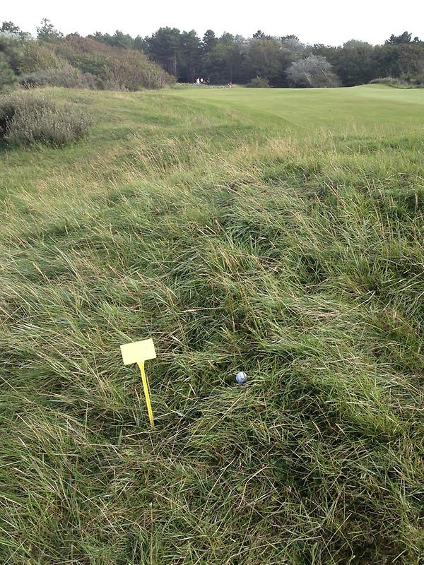NGCGolfweek's tweet photo. Bal gevonden, nu de green nog... #NKStrokeplay #NoordwijkseGolfclub. http://t.co/CuQNsyQR