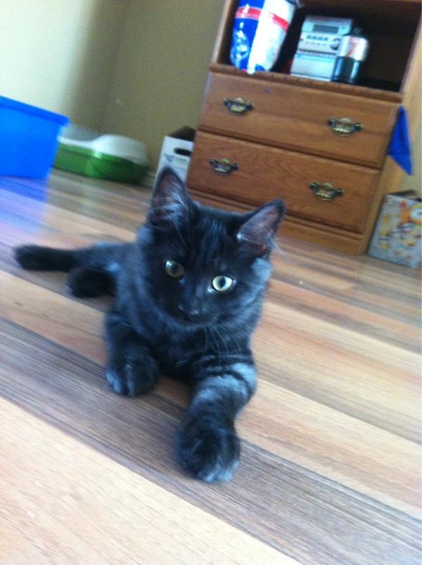 JJGunArmy's tweet photo. Kitty http://t.co/1hV6bw6T