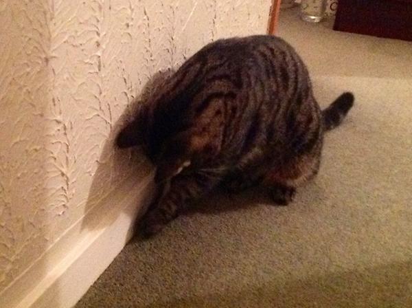 RockyAndRosie's tweet image. Die #pider die!