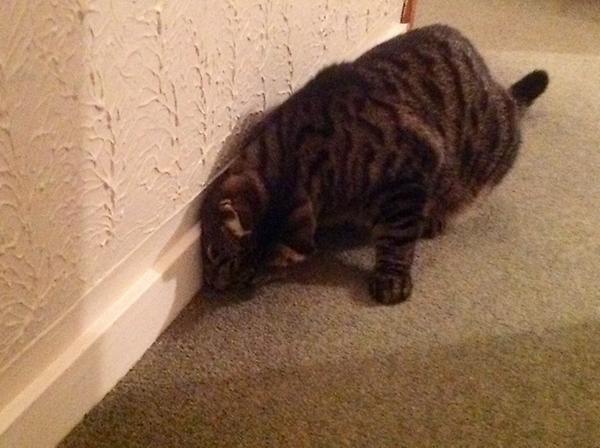 RockyAndRosie's tweet image. #Mmmm - #pider for supper. #Omnomnom