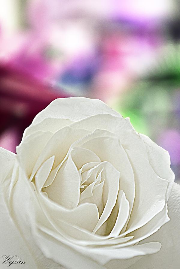 Wejdaniii's tweet photo. Rose.. @Picture_Rt @tswir @t9mem_t9wer @9ooor @9warMnawa3a @GirlsGraphy @grp_ksa1 @fotoworld @Retwet9owar @Only_photos http://t.co/3IjF6UzN